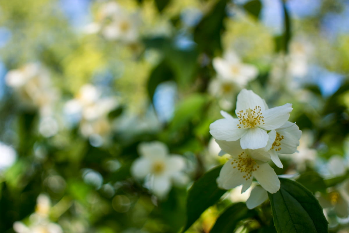 Beautiful White Jasmine Flower