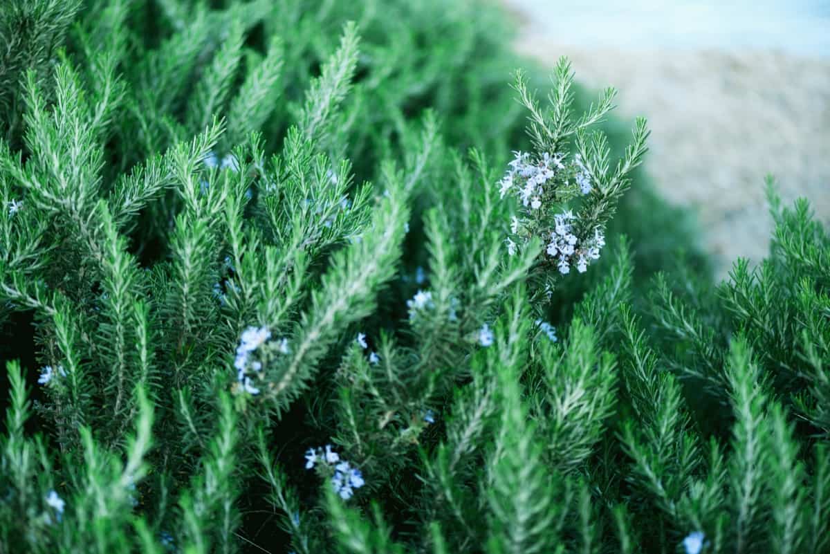 Expert Tips to Grow Fuller and Bushier Rosemary