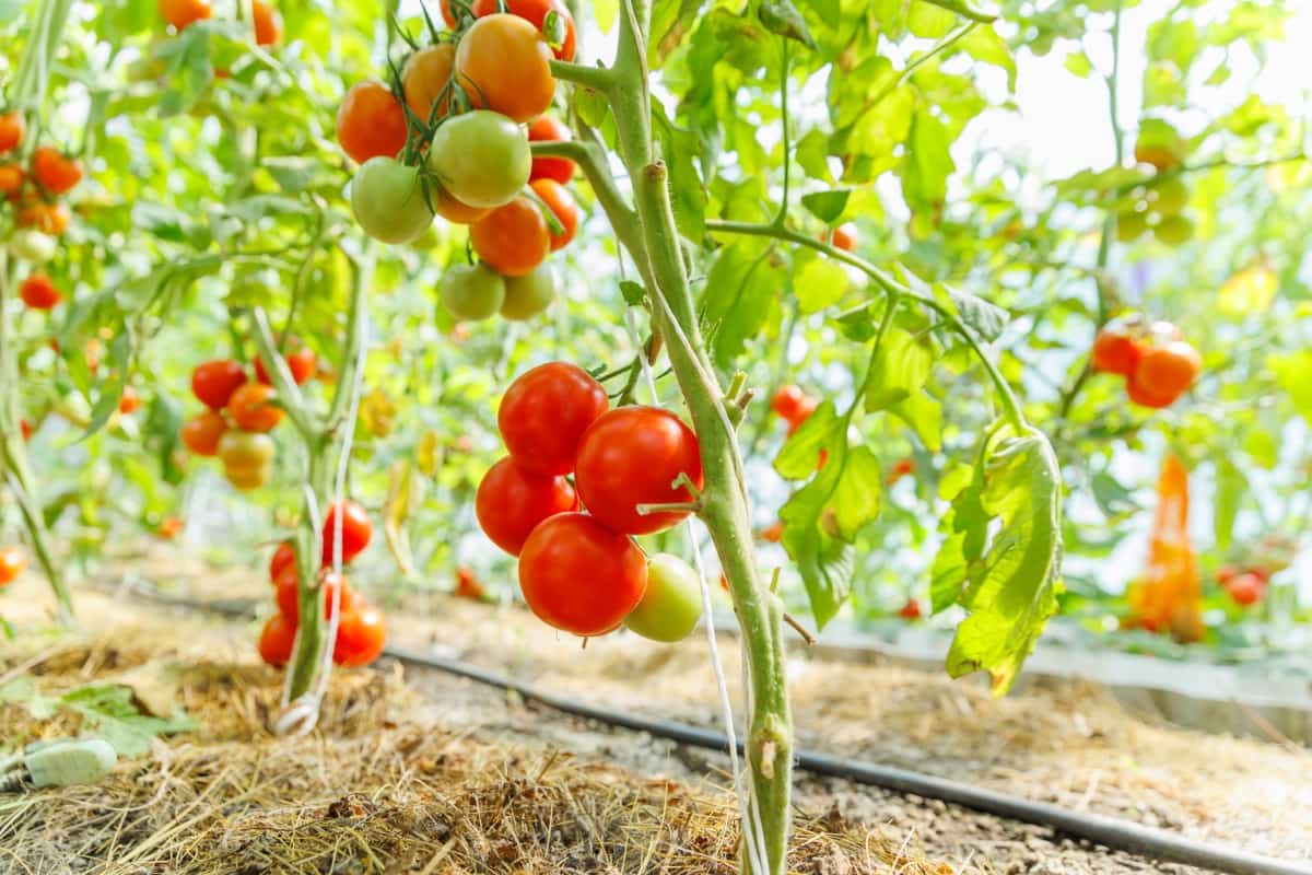 Expert Tips to Grow the Tastiest Tomatoes