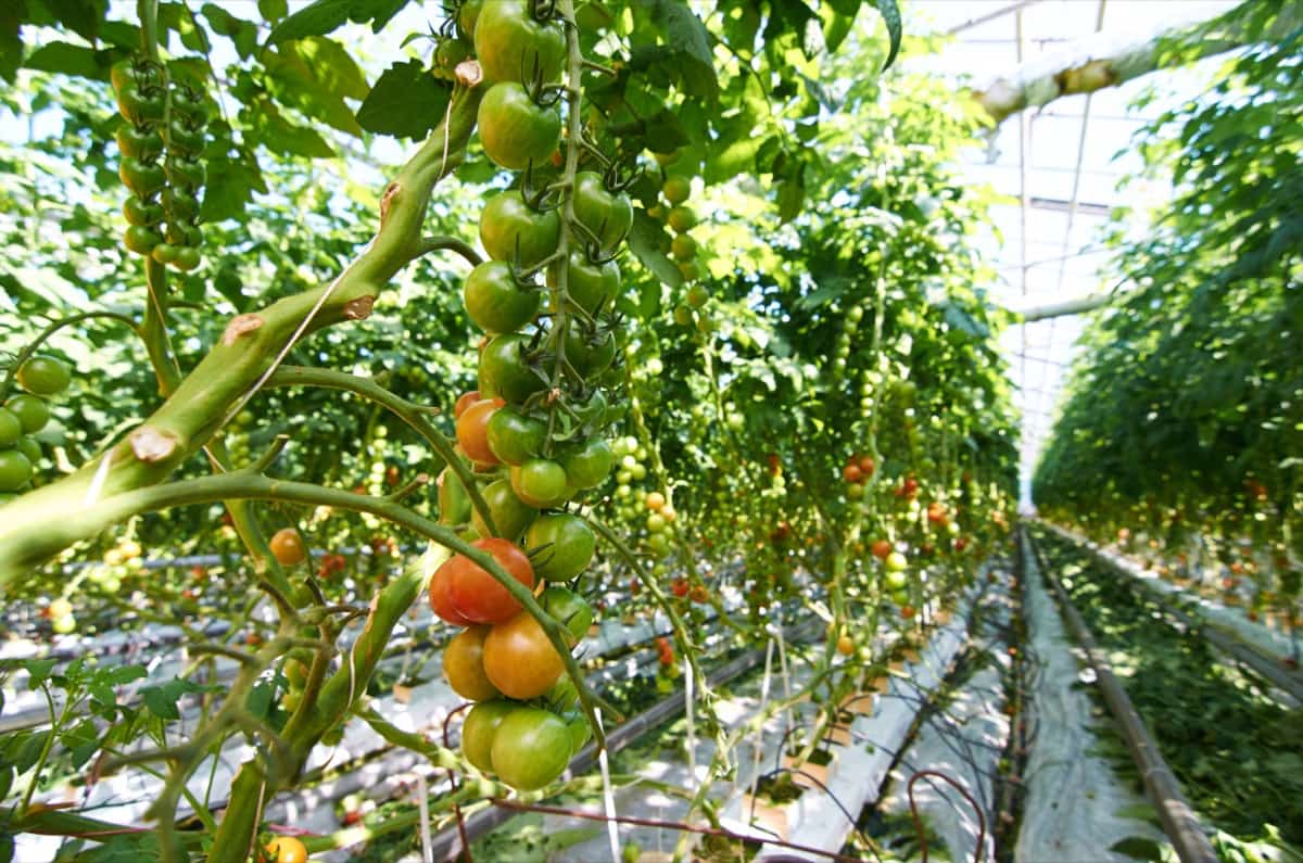 Tomato Plantation