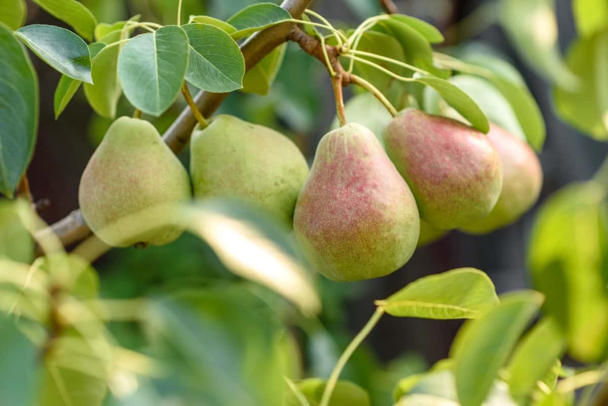 Pear Tree
