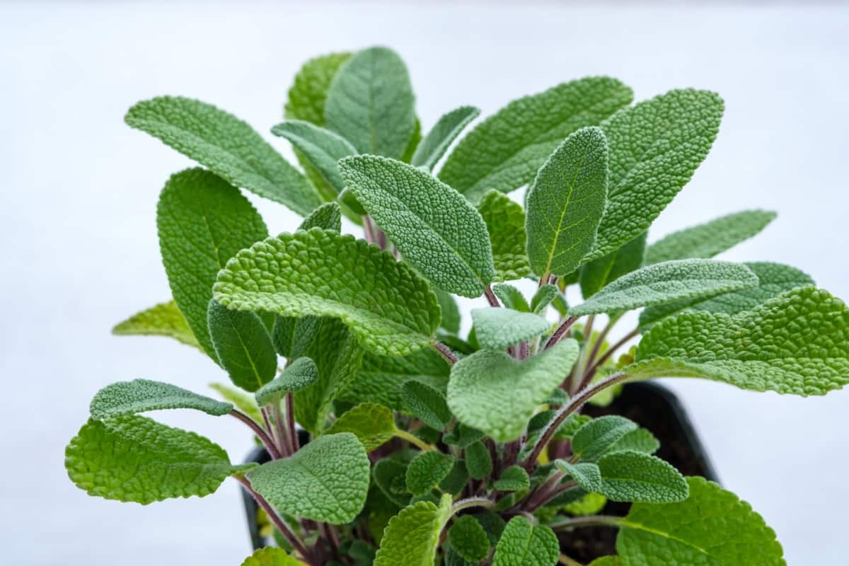 Top 10 Fast-Growing Herbs You Can Grow from Seeds