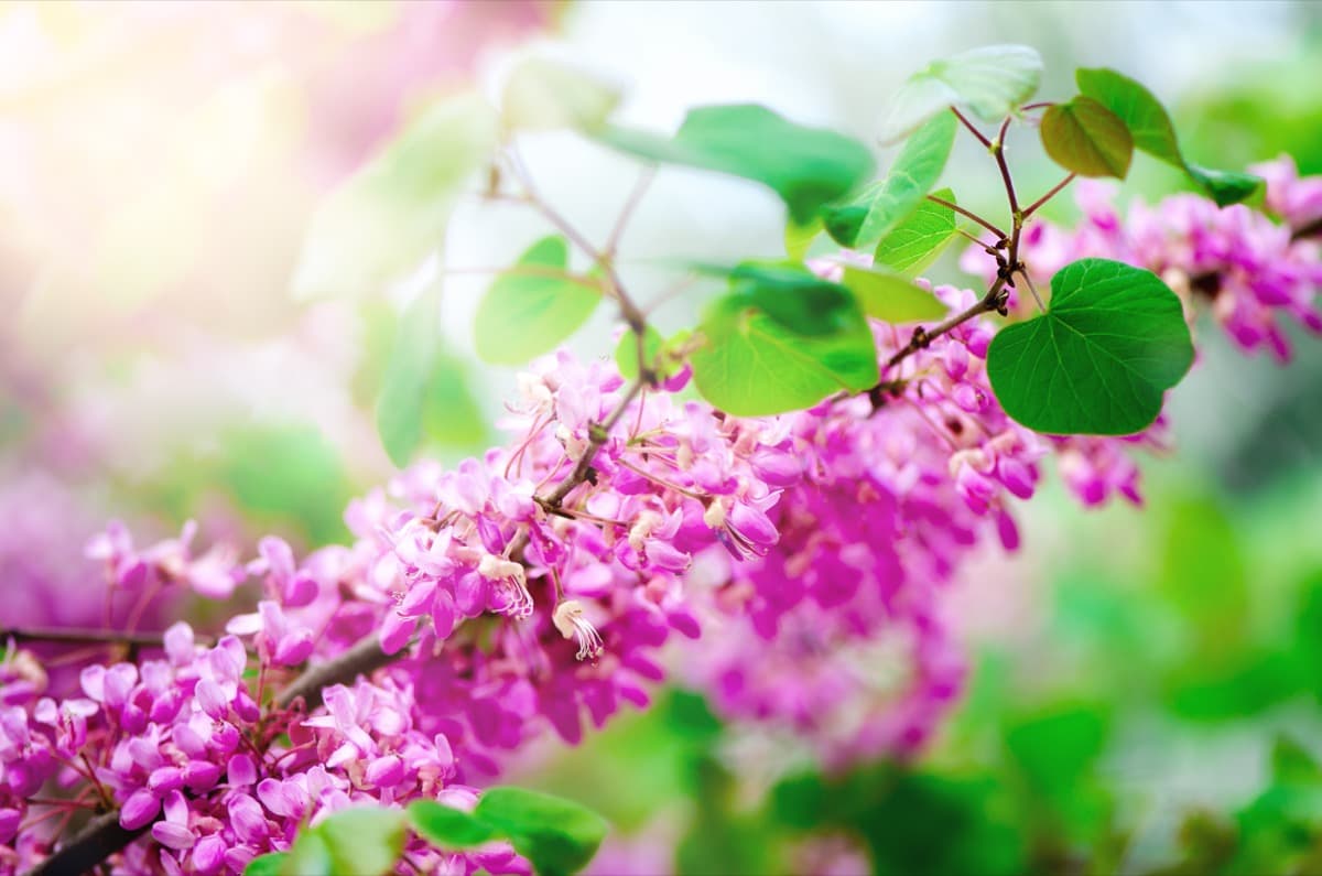 Top 19 Best Fast-Growing Trees to Plant in Your Garden: Eastern Redbud