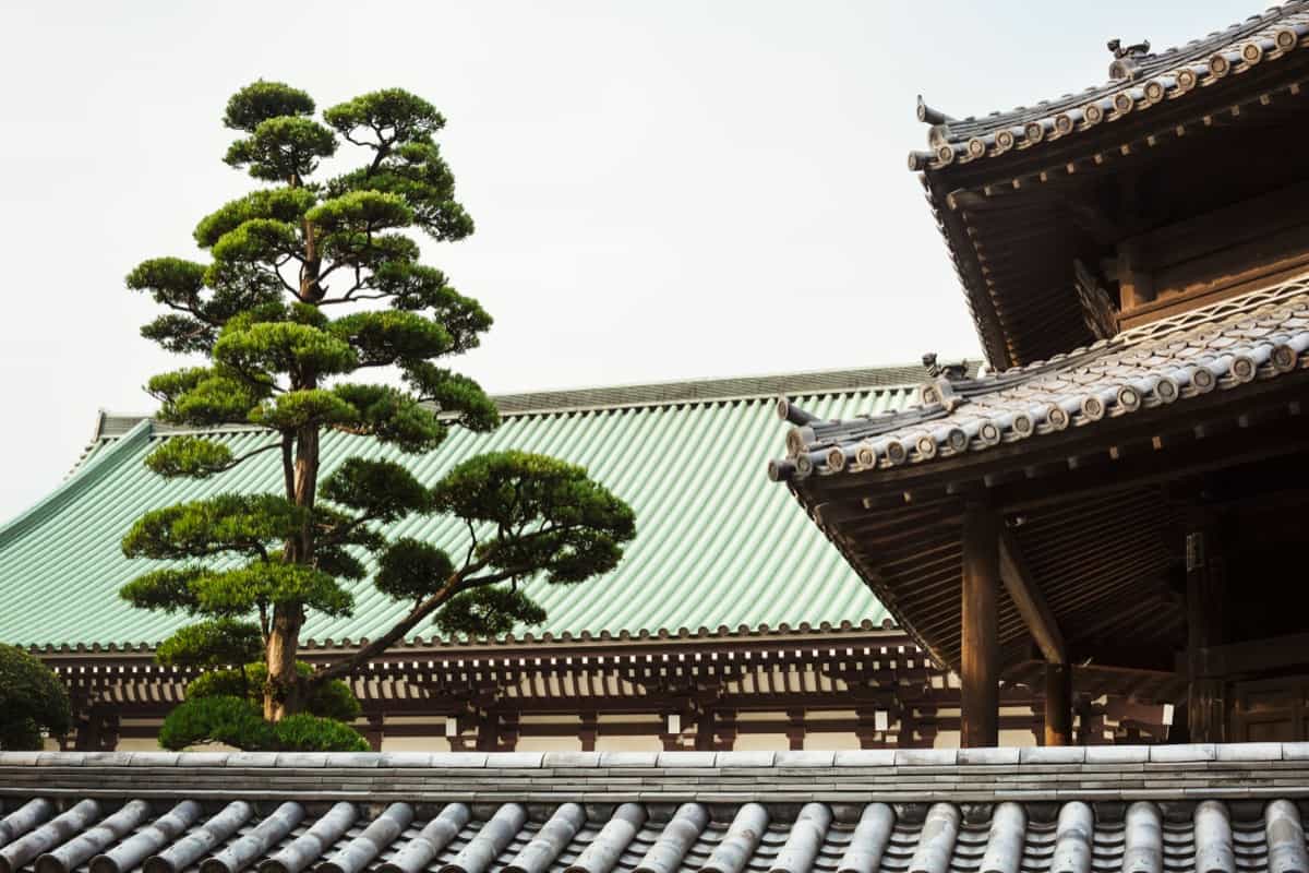 Japanese Pagoda Tree