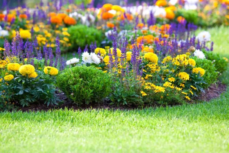 Flower Garden Designs and Layouts for Beginners