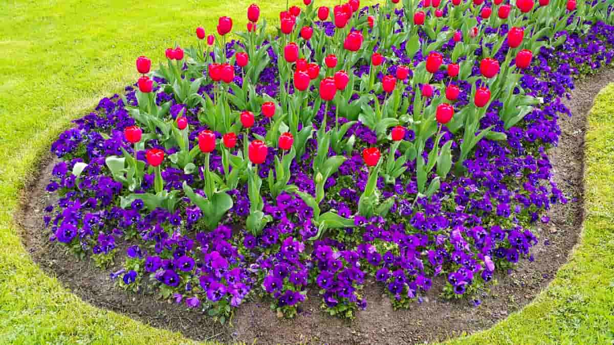 Green Lawn with Beautiful Tulips and Violets