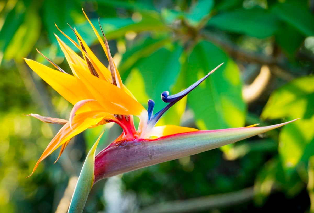 Bird-of-Paradise Flower
