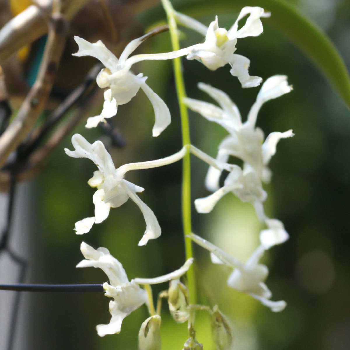 White Garden Flower Plant