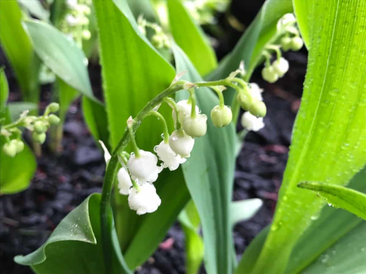 French Flowers That are Easy to Grow at Home: Lily of the valley