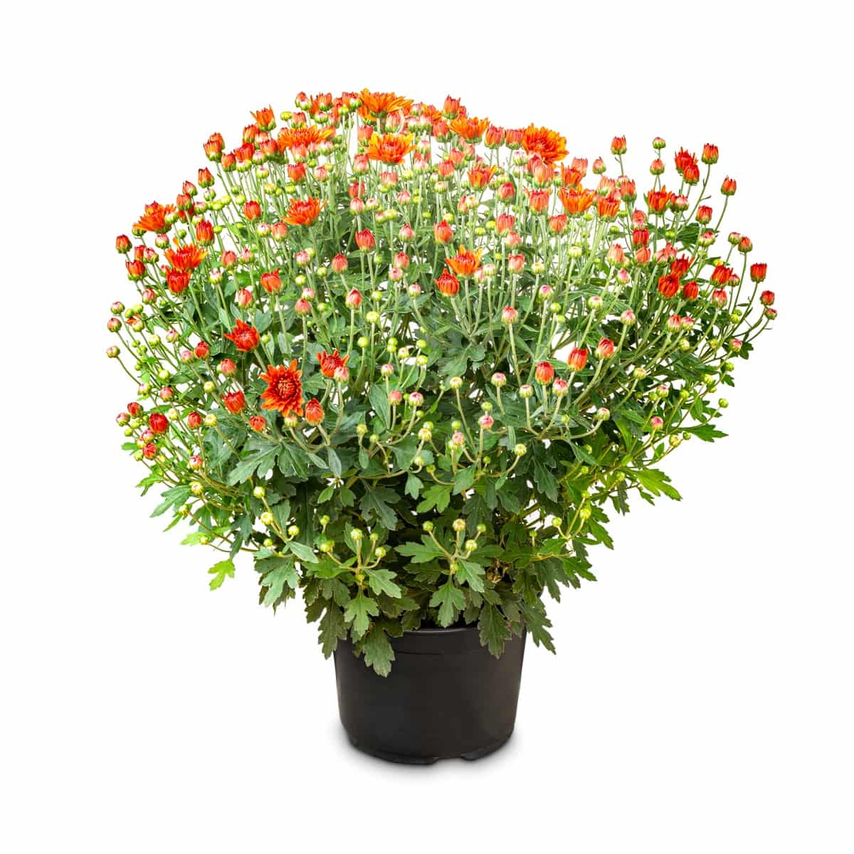 Chrysanthemum Pot