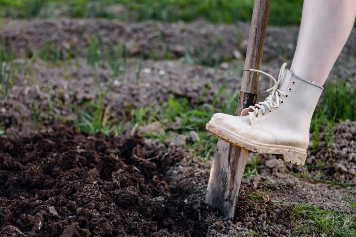 Gardening Mistakes to Avoid This Fall: Garden shovel