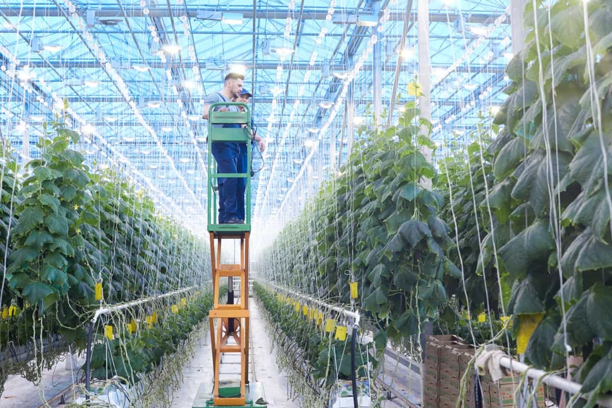 Farm Workers Inspecting Plants in Greenhouse