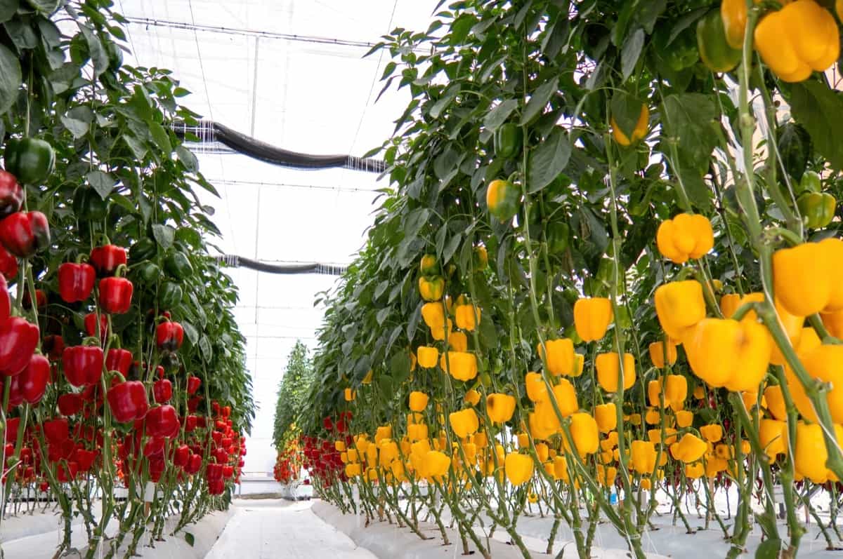 Fresh sweet yellow and red bell peppers growing on greenhouse