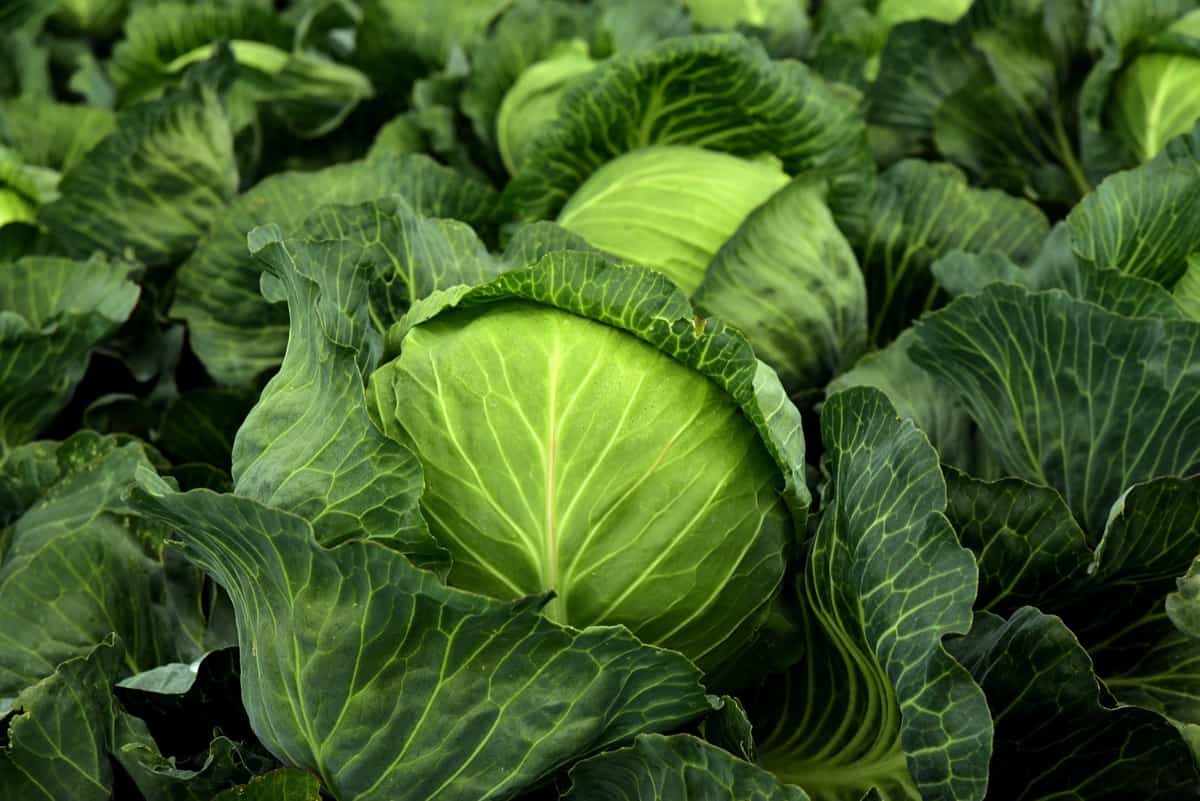 How to Grow Cabbage in Containers from Scratch