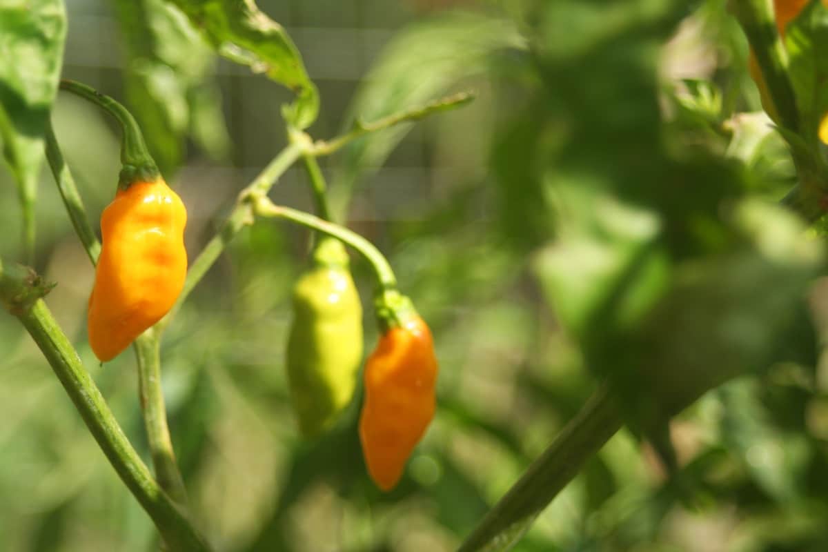 How to Grow Habanero Peppers from Seed