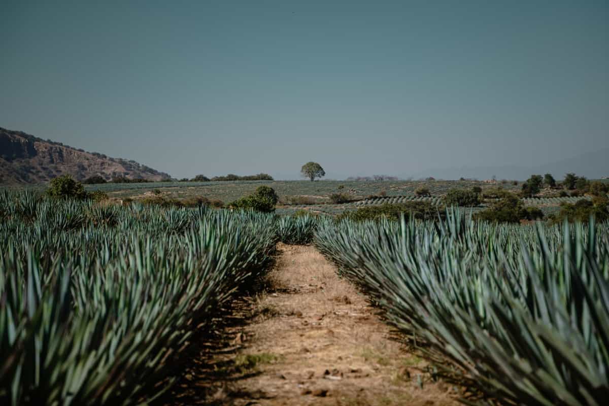 How to Grow and Care for Agave in Your Garden