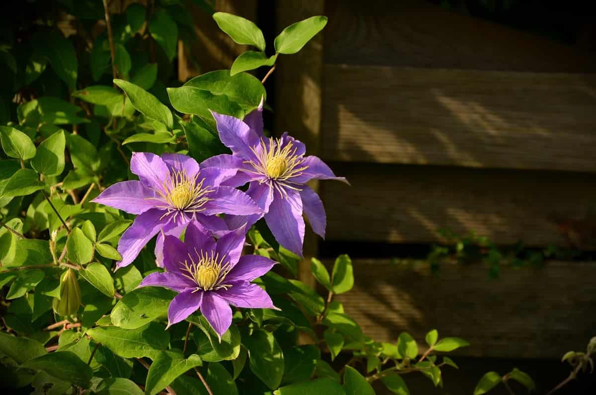 How to Grow and Care for Clematis
