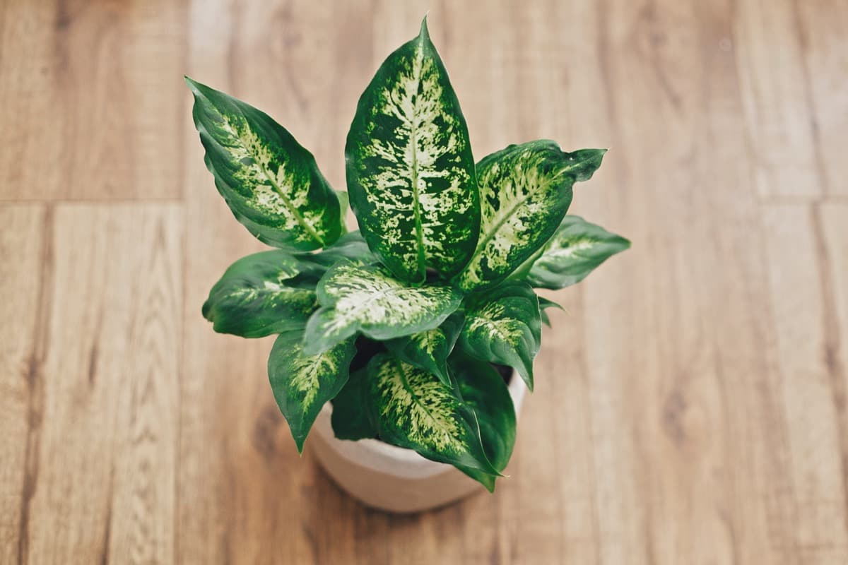 How to Grow and Care for Dieffenbachia (Dumb Cane) Plant Indoors
