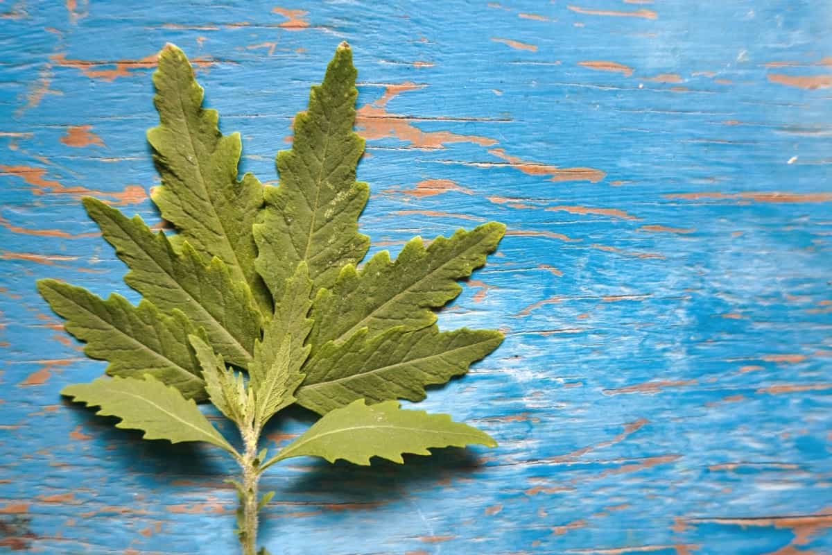 Epazote Herb Leaf