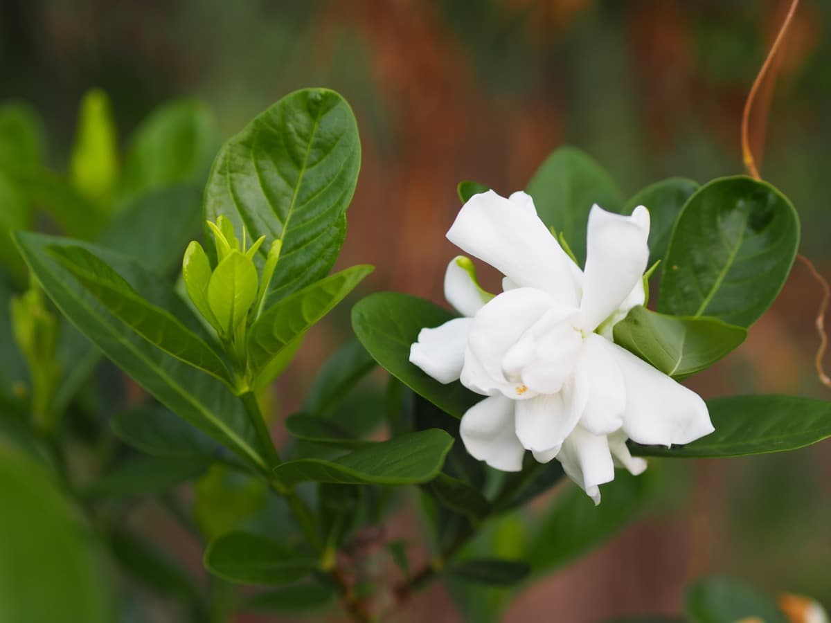 How to Grow and Care for Gardenia in Pots