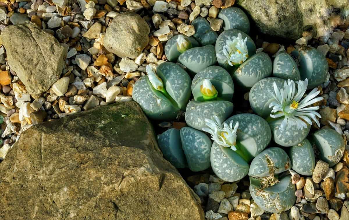 How to Grow and Care for Living Stones/Lithops