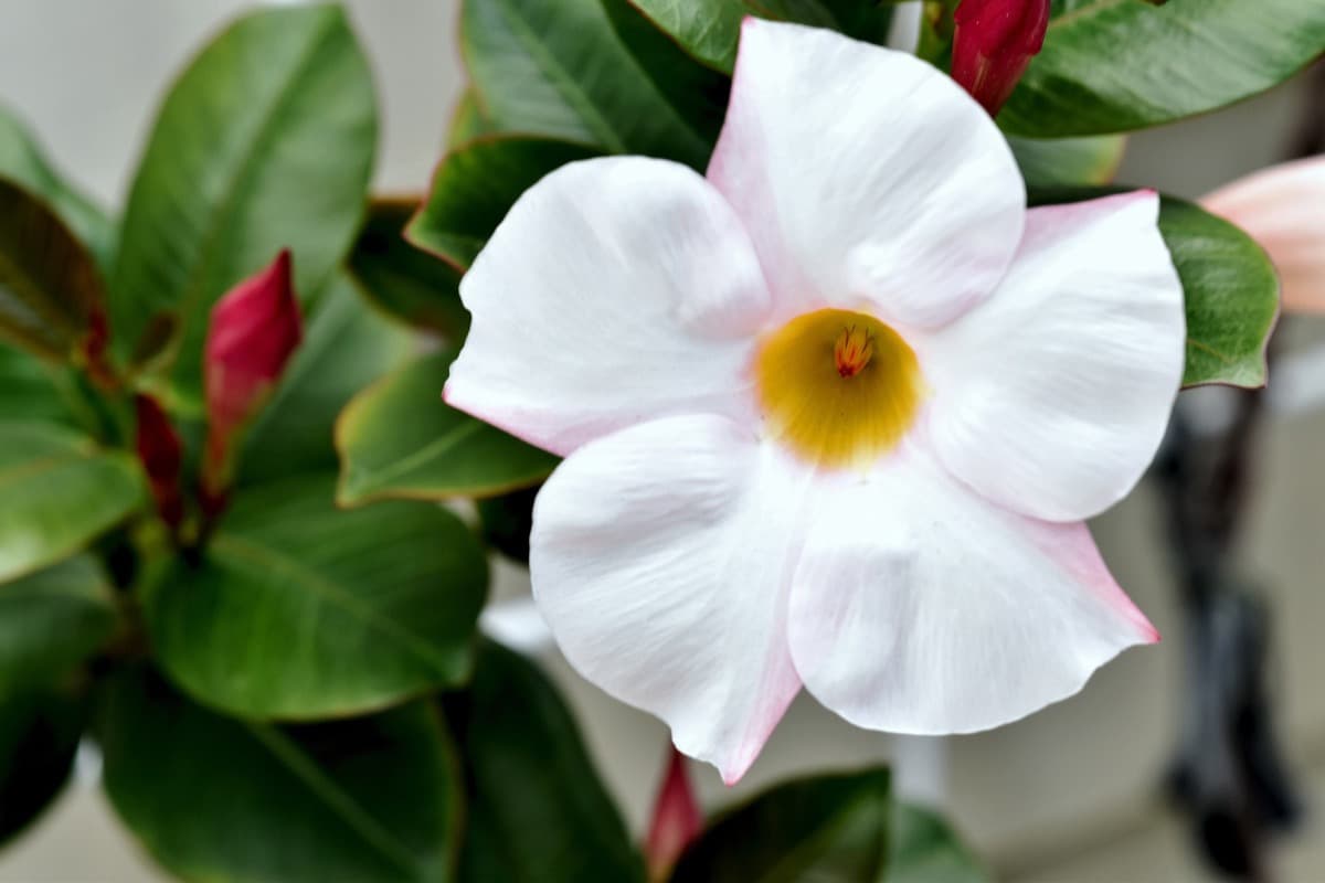 How to Grow and Care for Mandevilla in Your Garden