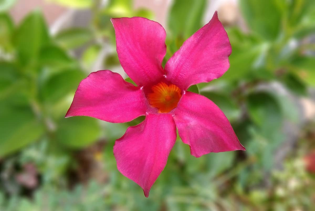 Mandevilla Flower Pink