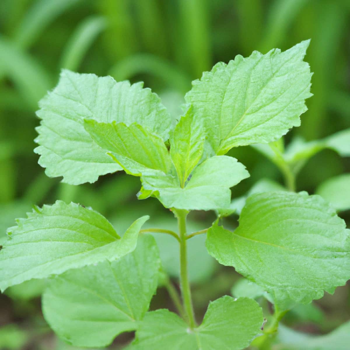 Key Rules to Grow and Care for Patchouli