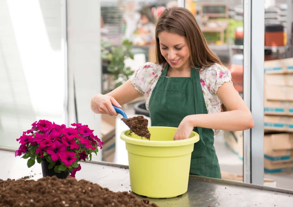 How to Grow and Care for Petunias in Containers