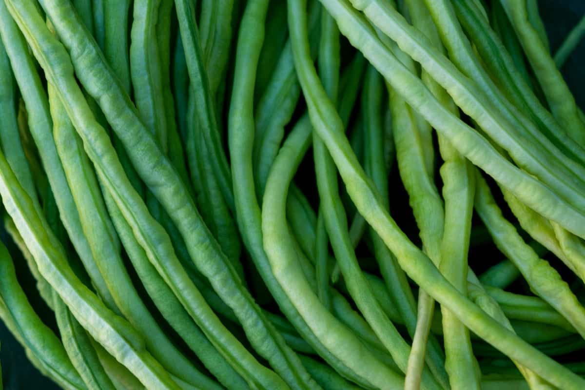 How to Grow and Care for Yardlong Beans/Asparagus Beans From Seed