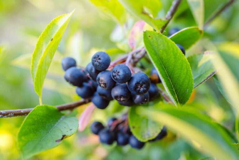 Ultimate Guide to Growing Aronia Berries: Tips, Tricks, and Best Practices