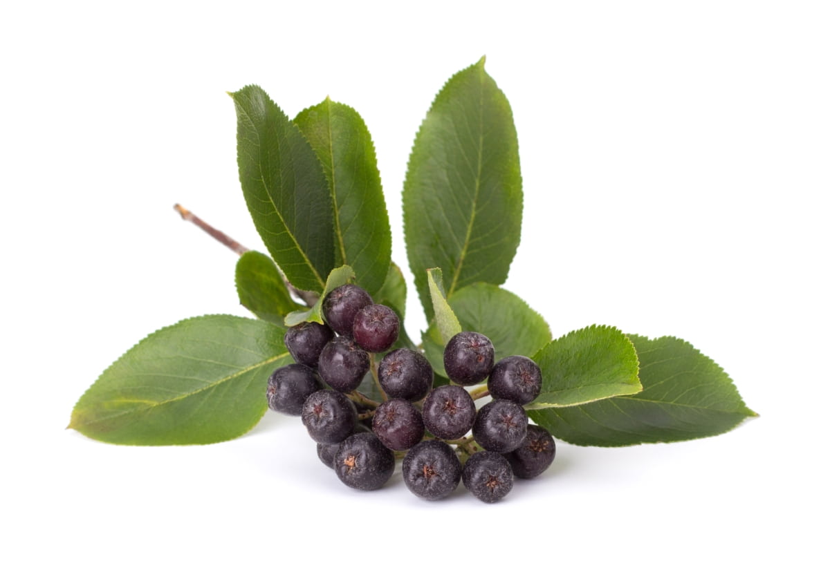 Branches of Black Chokeberry