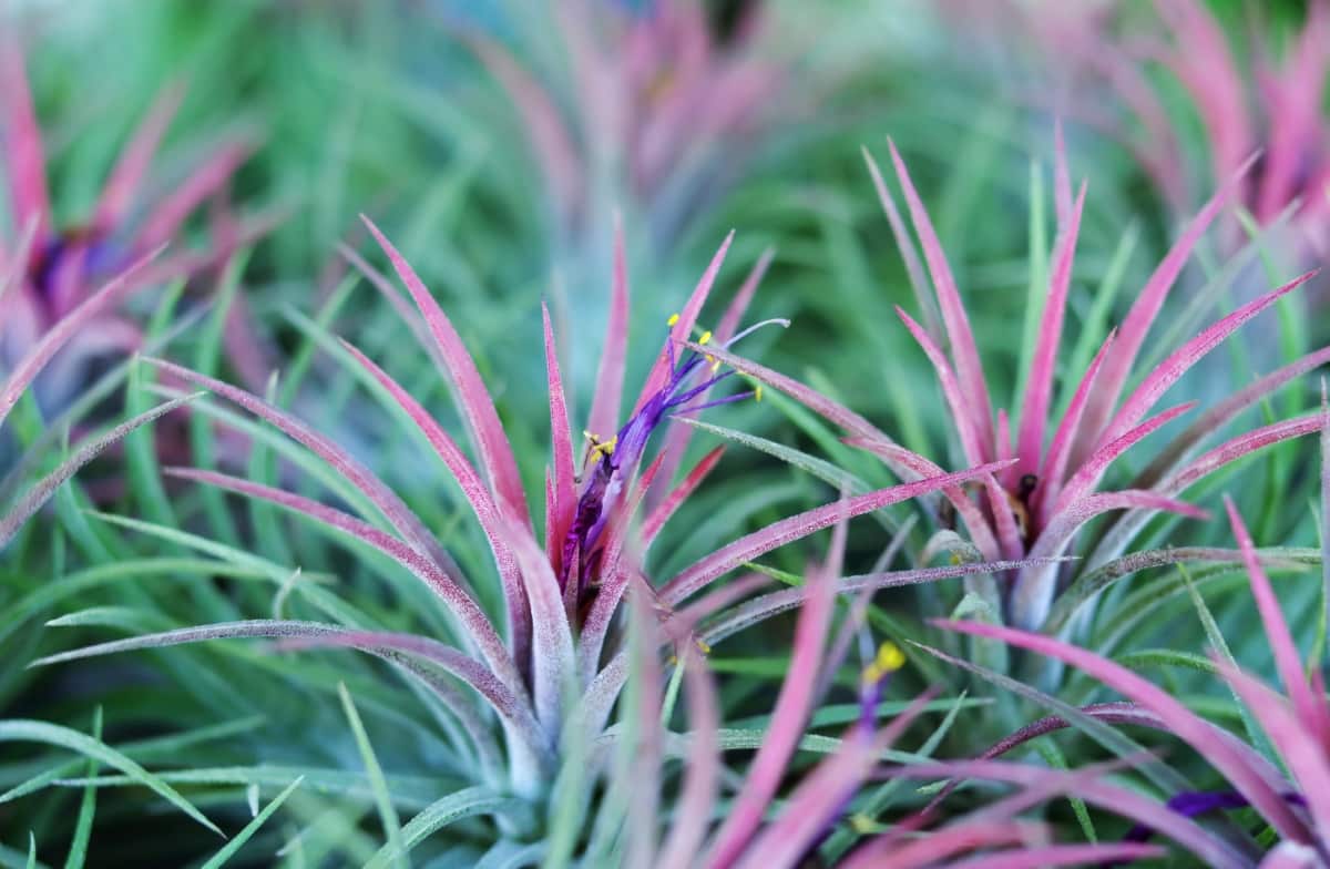 Colorful Shoots of Bromeliad