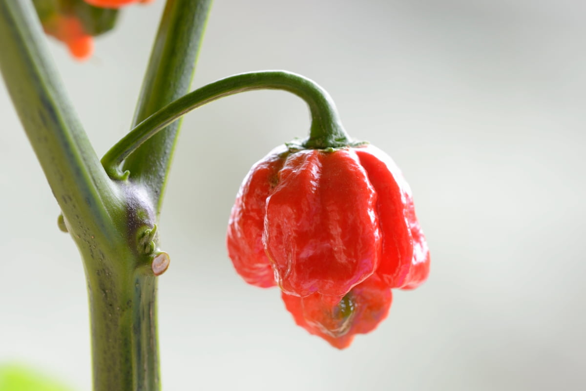 Growing Carolina Reaper Chili Peppers on a Tower Garden