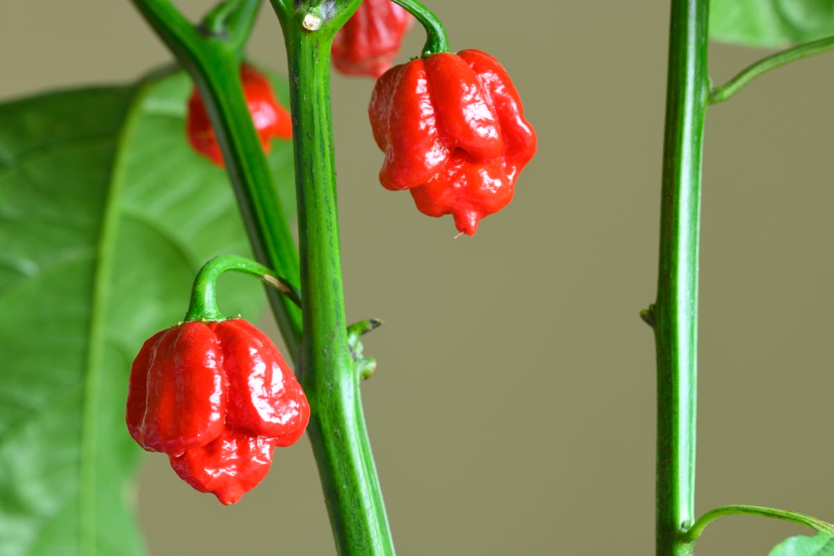 Hottest Chili Pepper