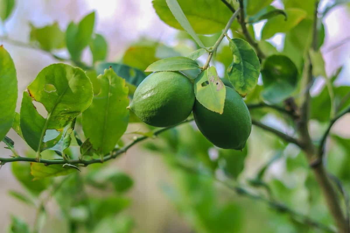 Growing Kagzi Lemons