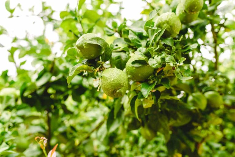 The Ultimate Guide to Growing Kagzi Lemons in Home Gardens
