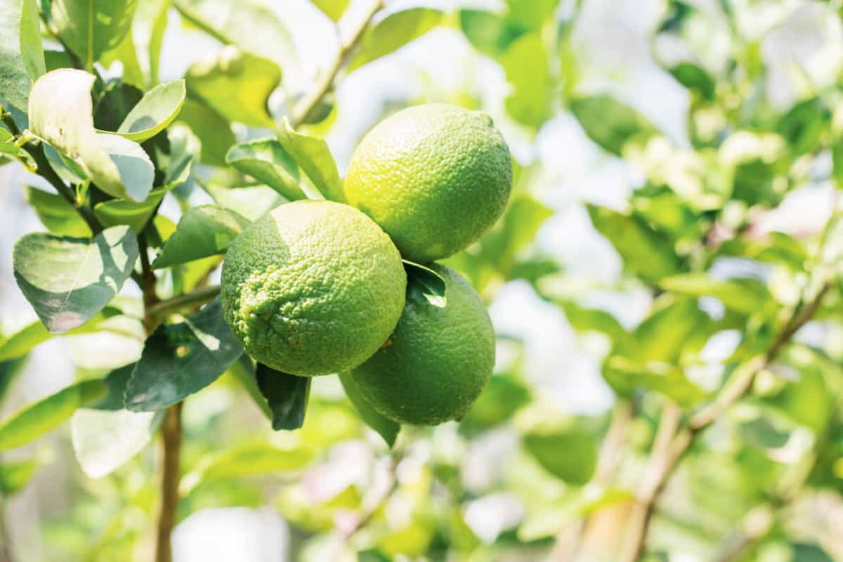 Growing Kagzi Lemons4