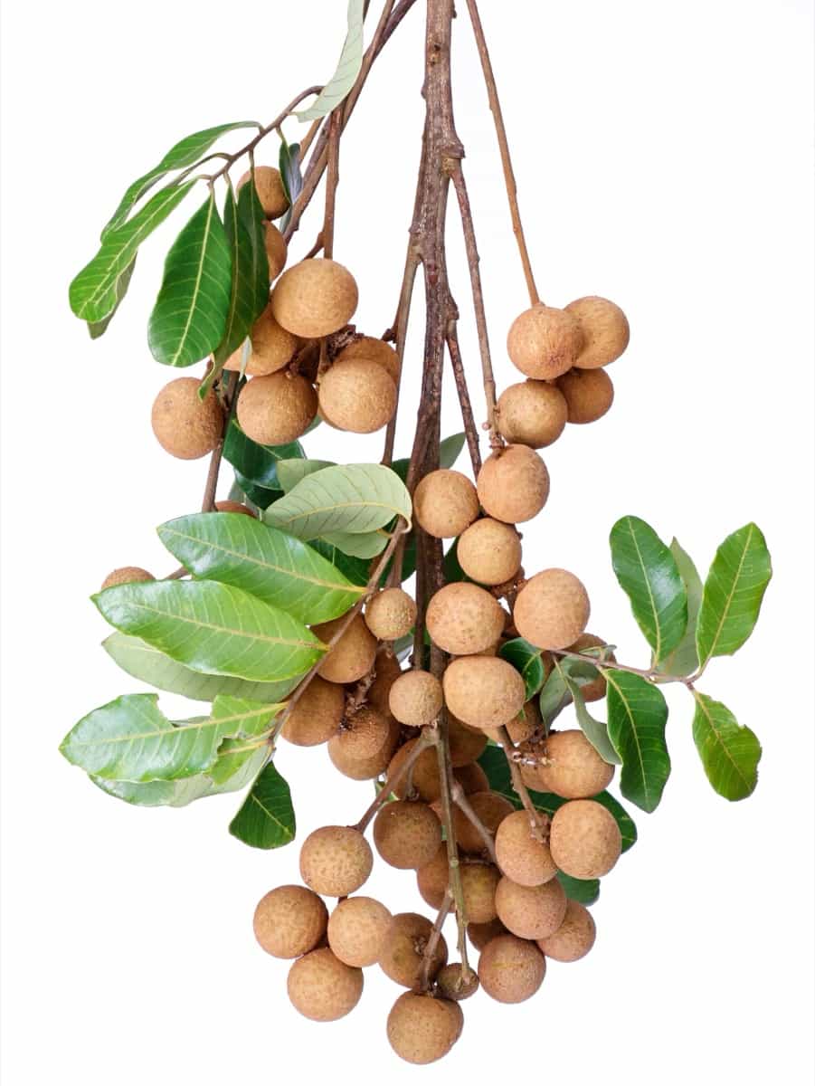 longan fruits on a branch