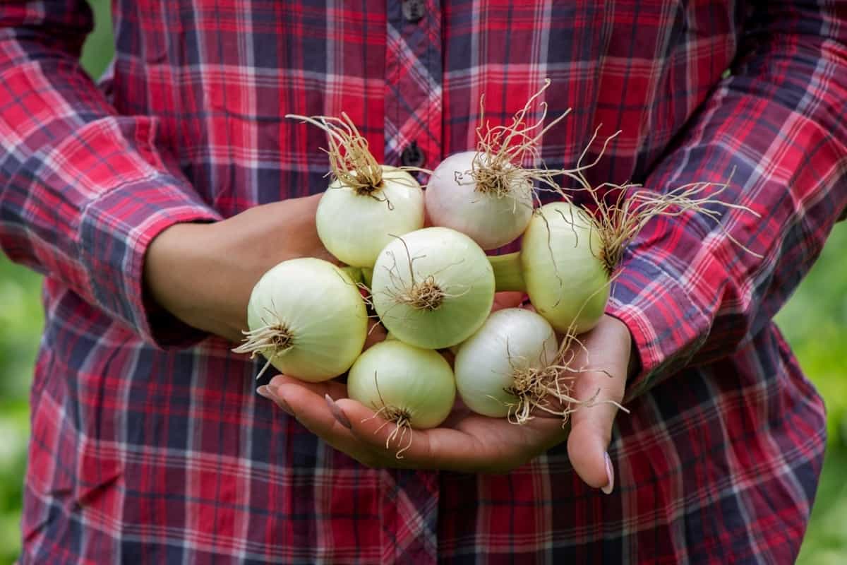bunch of fresh onions