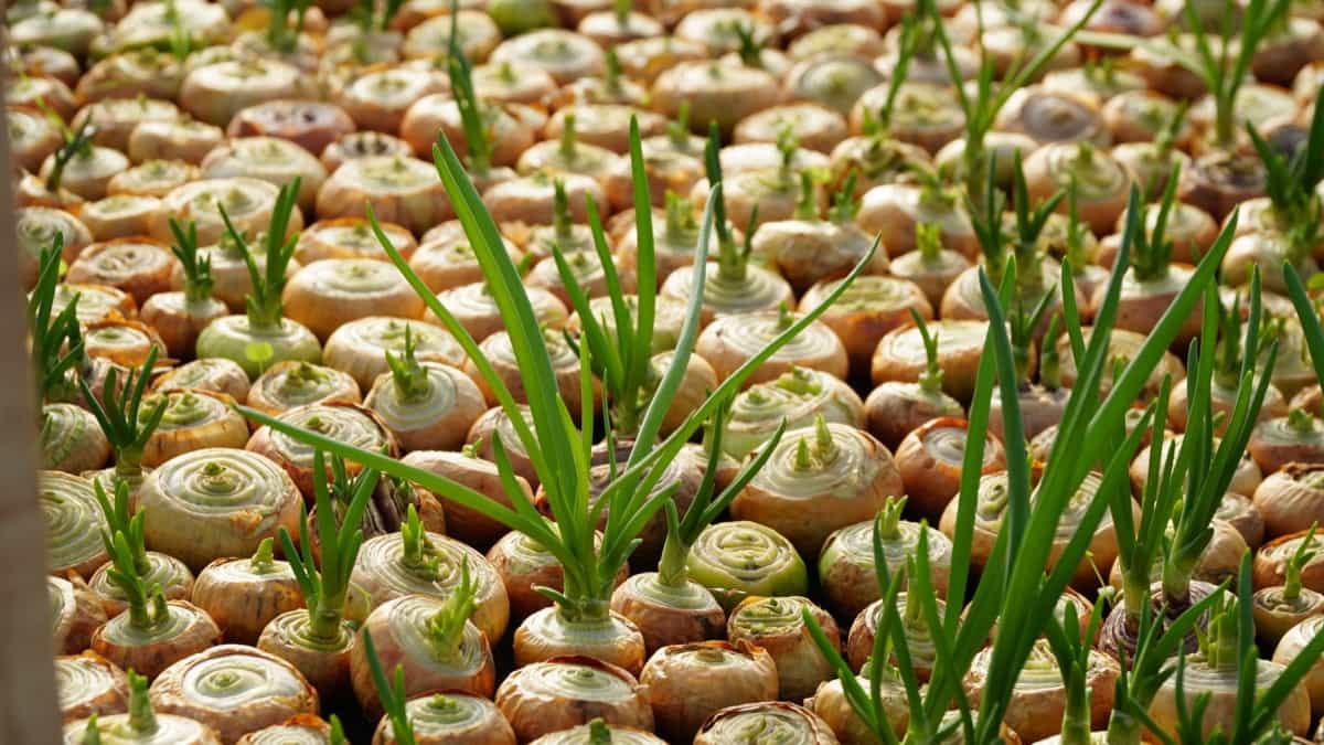 Growing onions in a greenhouse