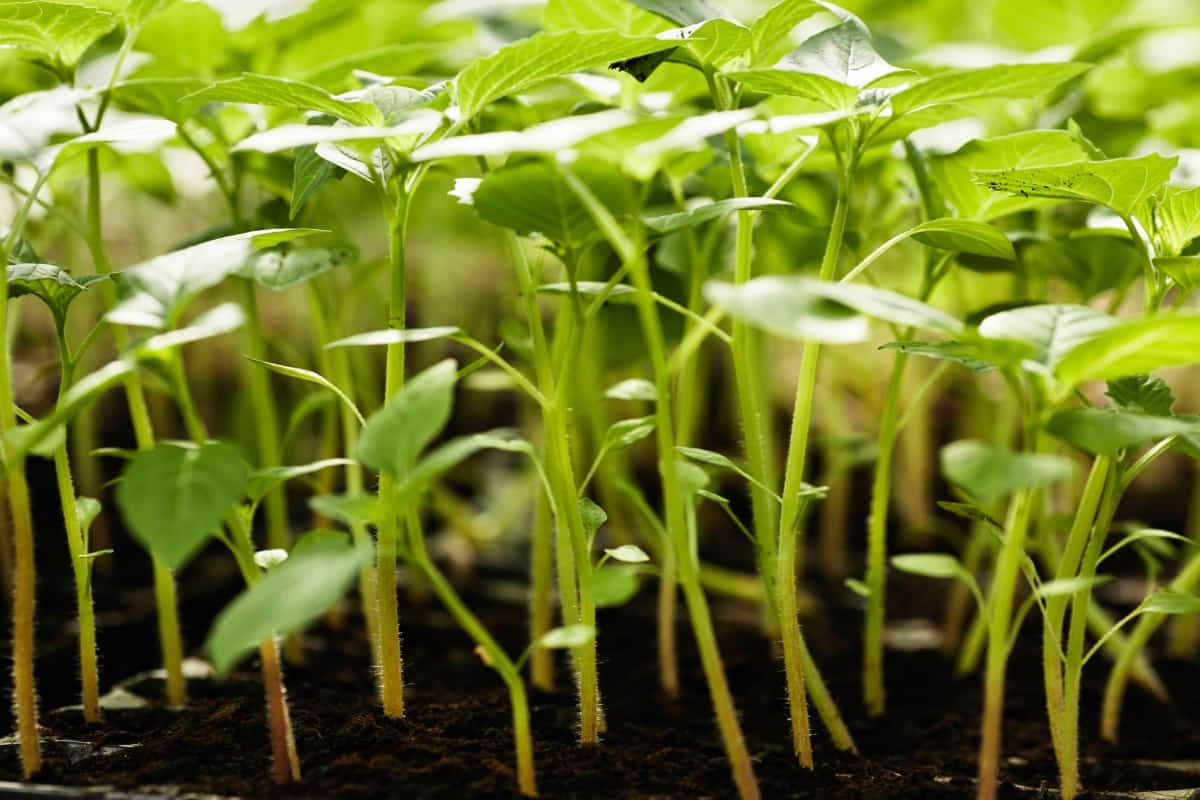 Seedlings of Pepper