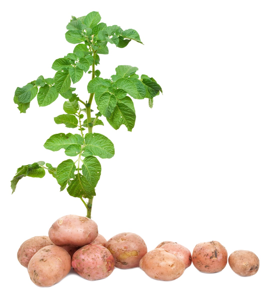 Potatoe Plant