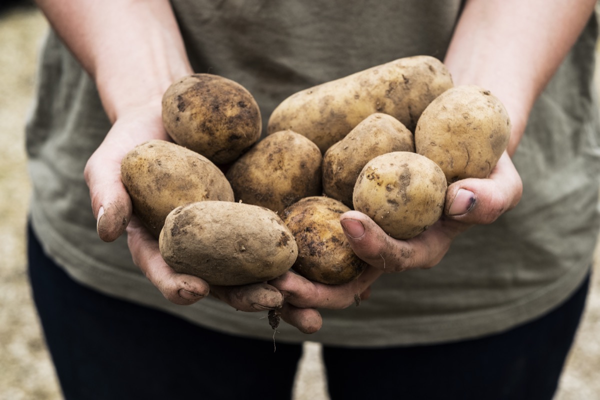 Potatoe Harvest