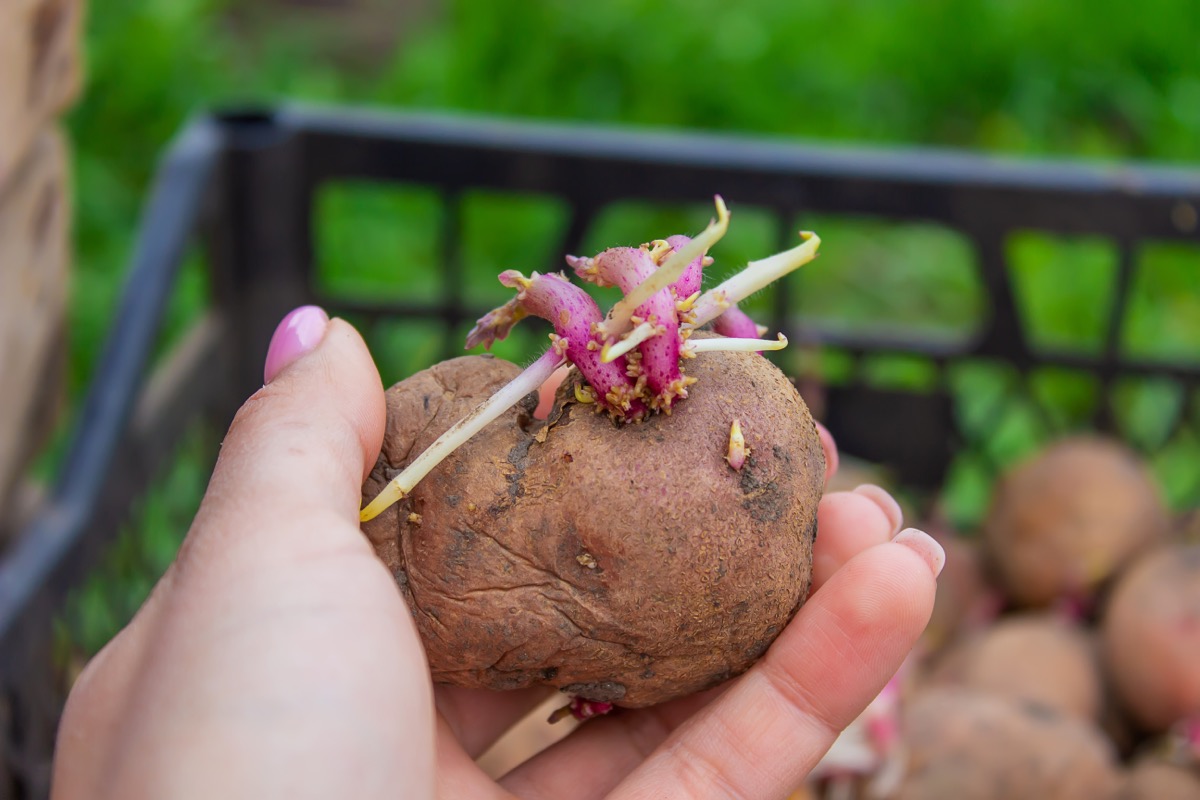 Potato Seeding
