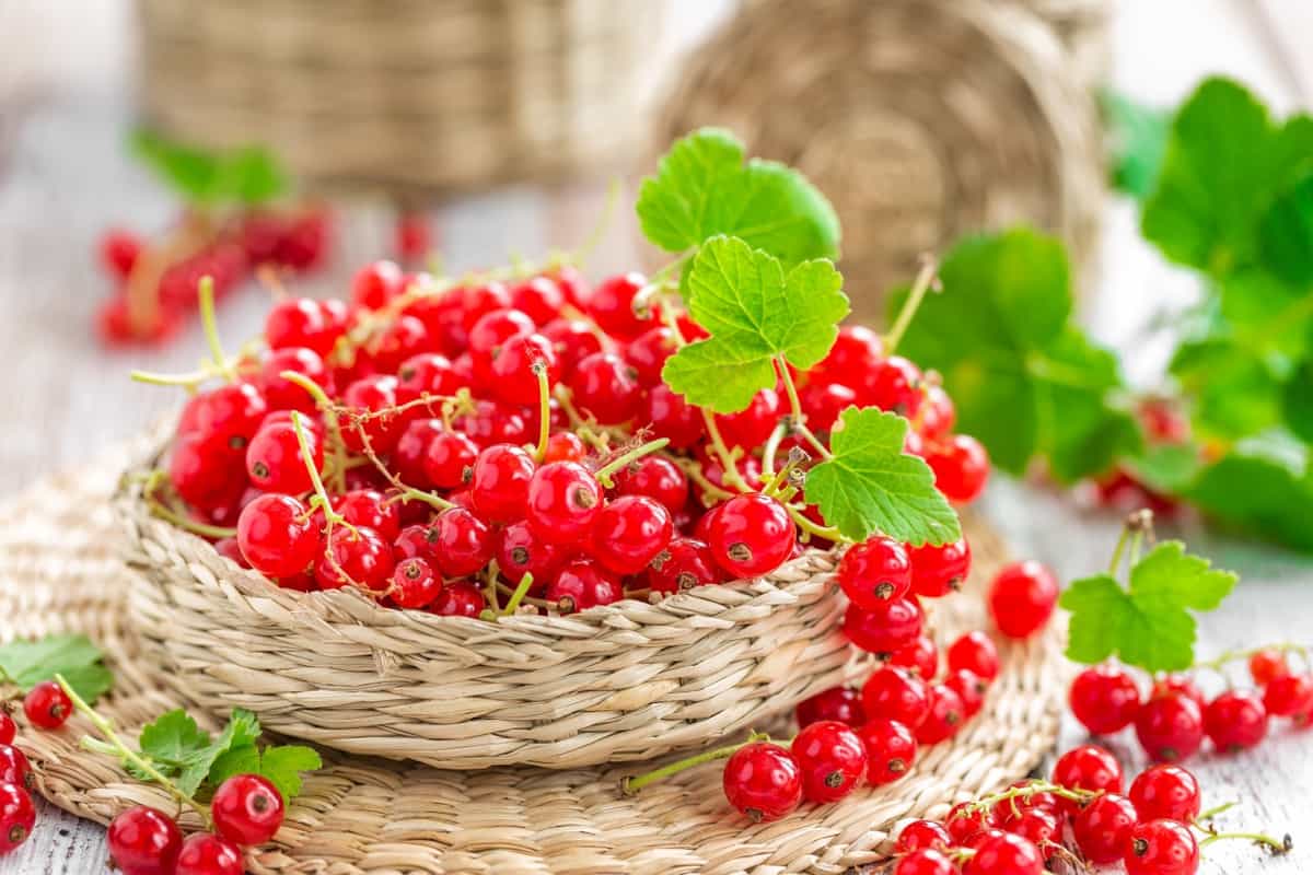 Fresh Red Currants 