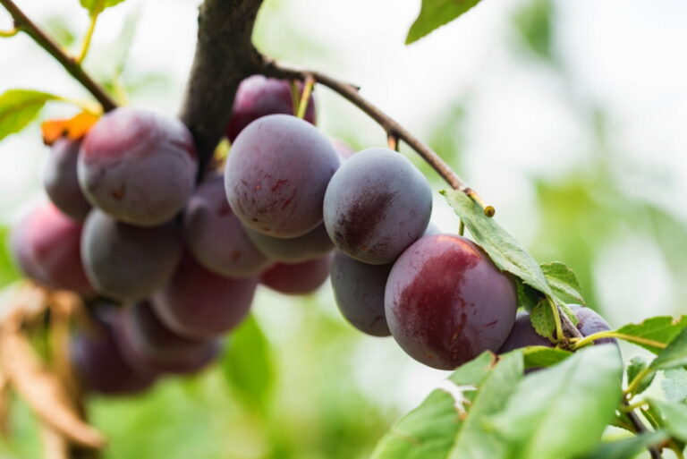 Ultimate Guide to Growing Satsuma Plum: Exploring Planting, Pruning and Care  