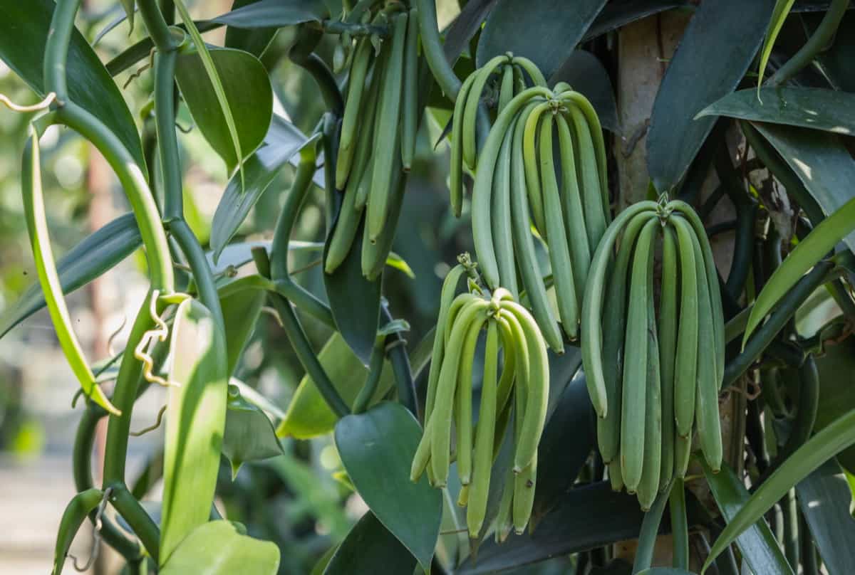 Growing Vanilla Beans in Your Garden