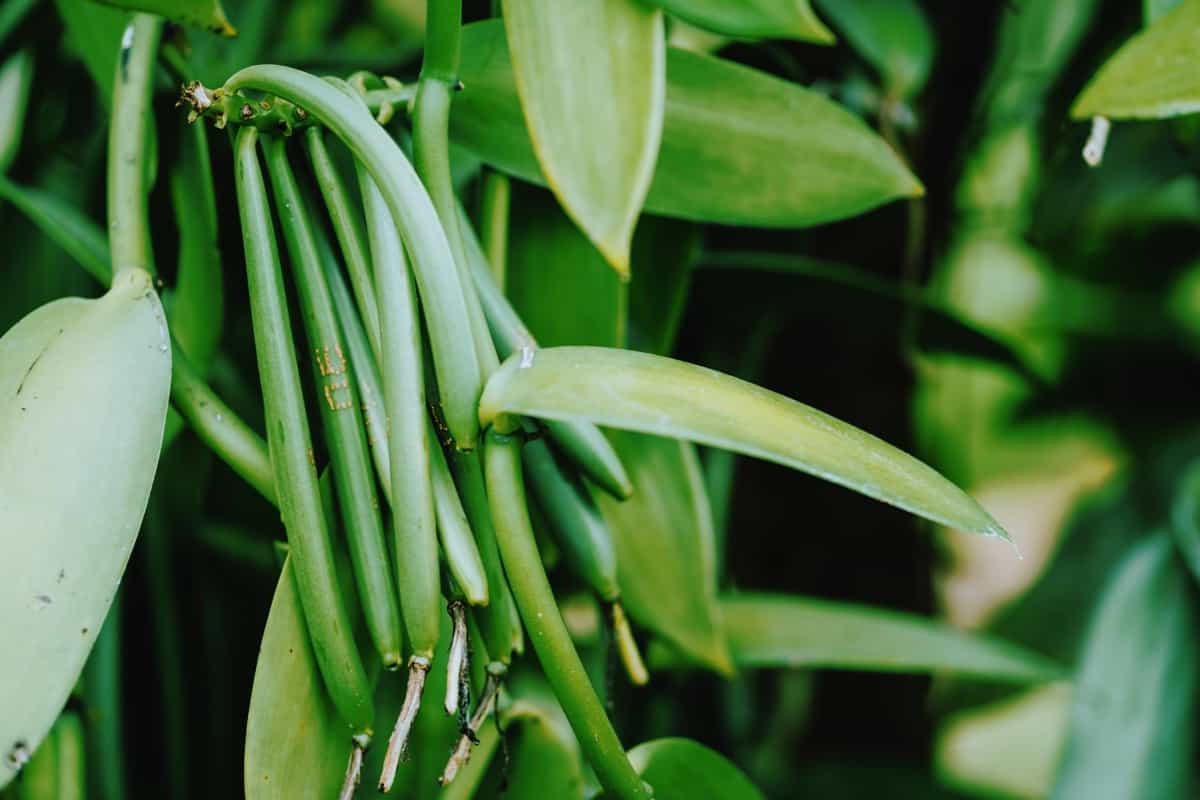bean pods on agriculture tropical climate plantation