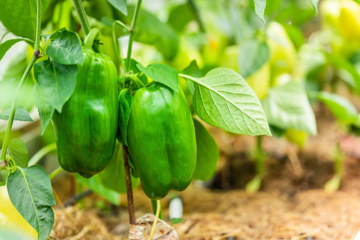 Expert Tips for Growing the Tastiest Bell Peppers